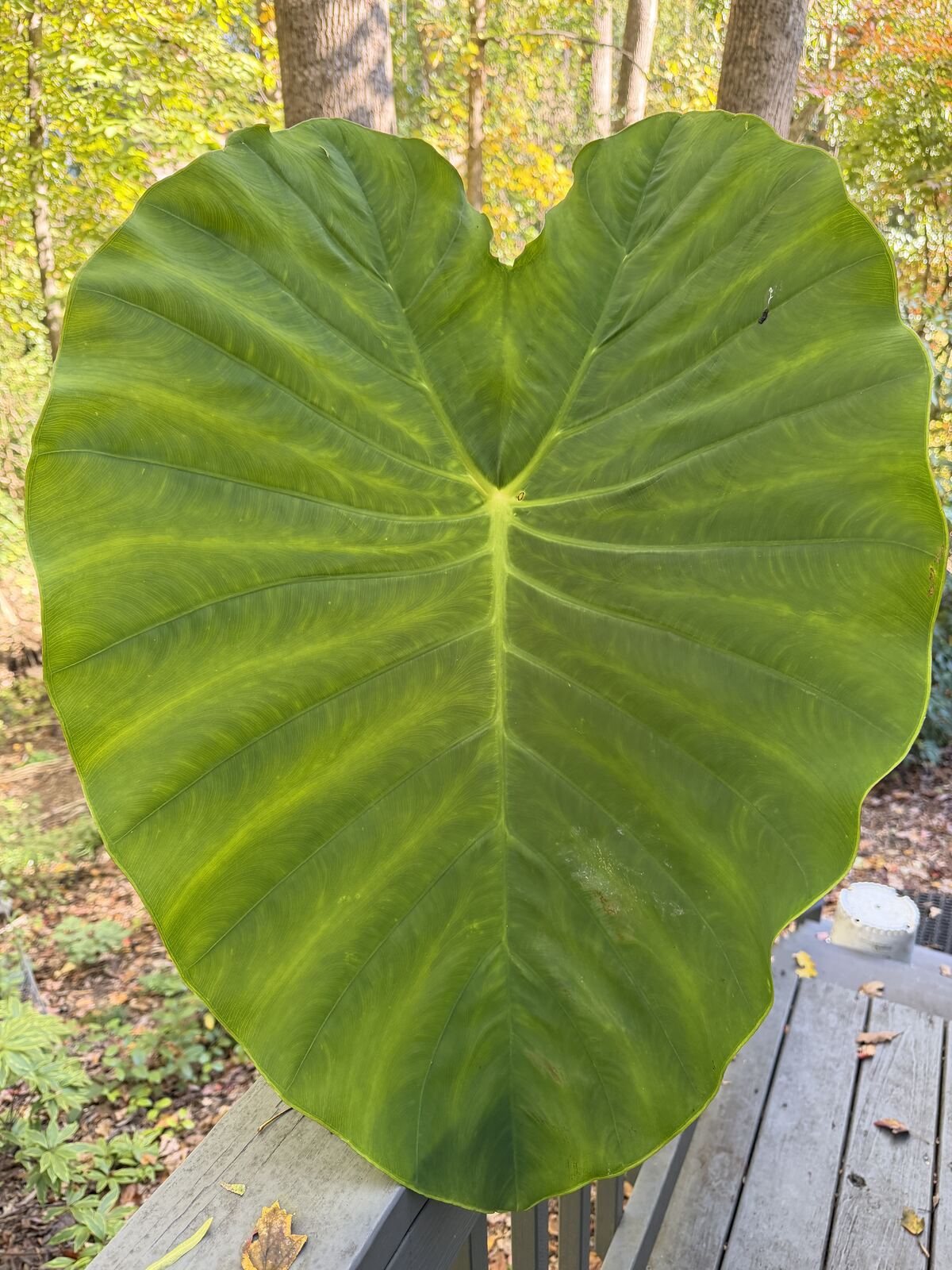 The second large Colocasia leaf held up face-up against the woods — the one that becomes the finished cast