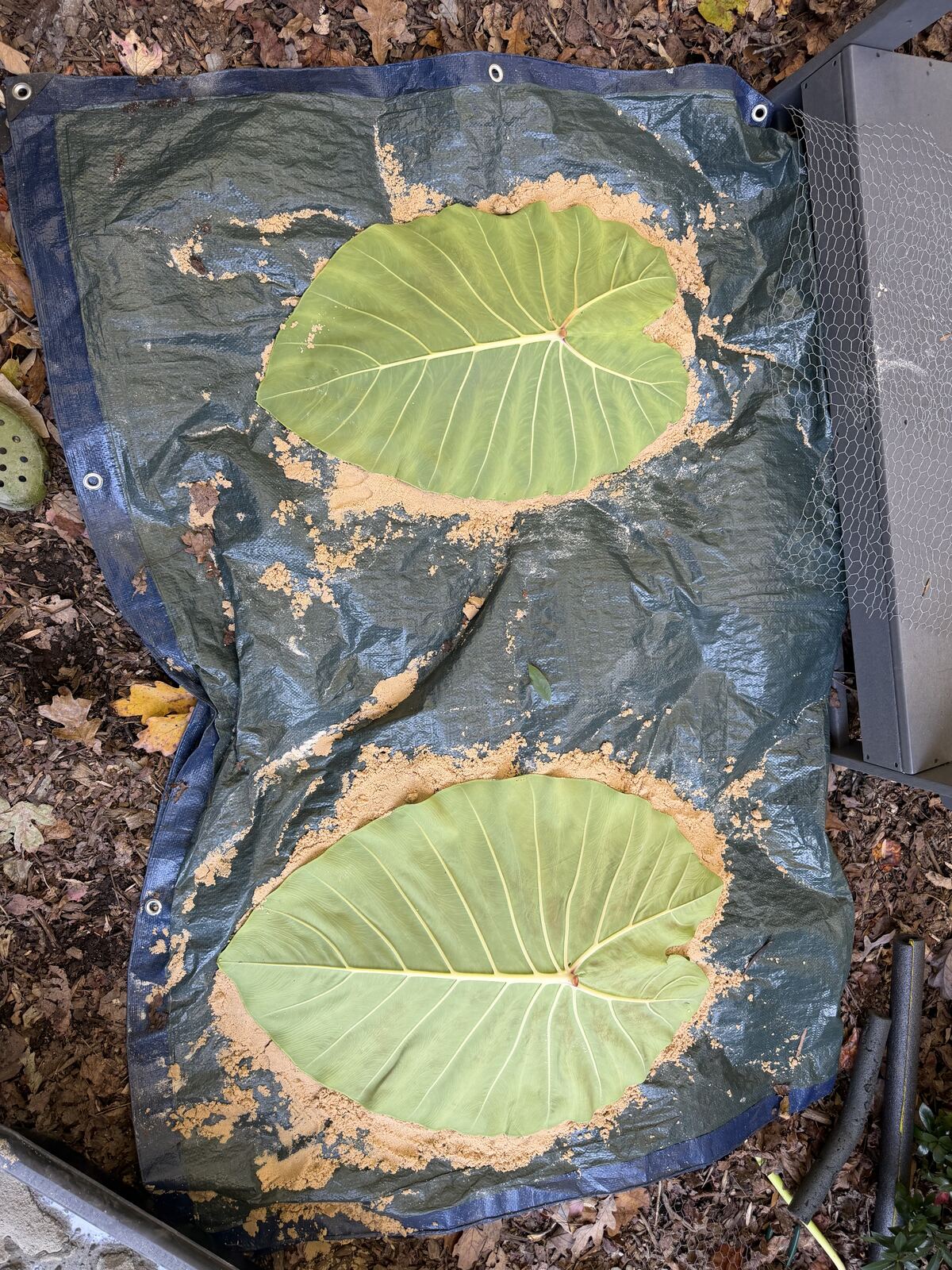 Two large leaves laid face-down over sand mounds on a tarp, chicken wire nearby