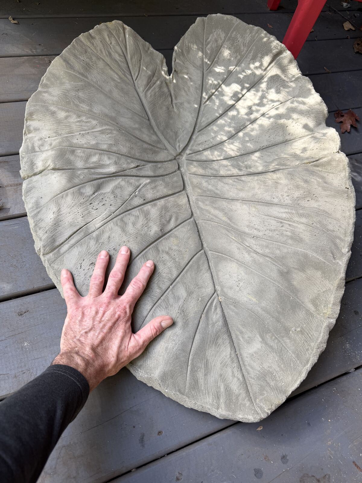 A hand spread across the gray leaf cast showing the fine vein detail